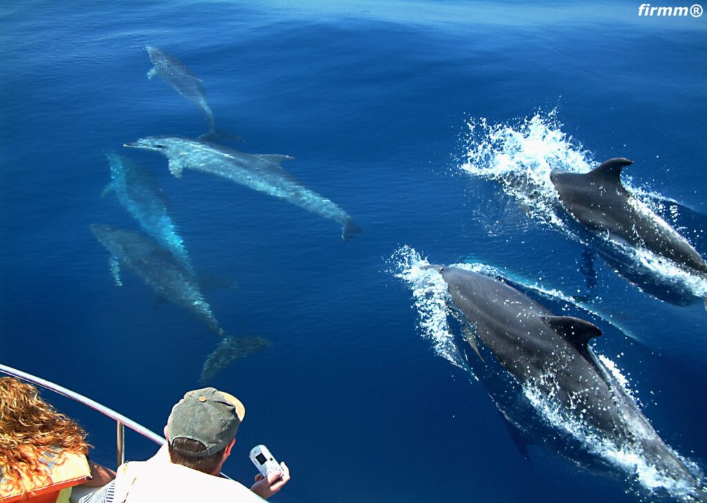 whales and dolphine watching in Trincomalee